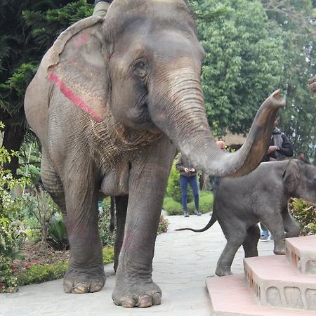 Hotel Sapana Village Lodge Chitwan Zewnętrze zdjęcie