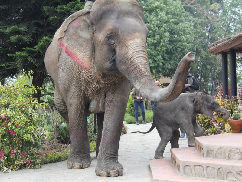 Hotel Sapana Village Lodge Chitwan Zewnętrze zdjęcie