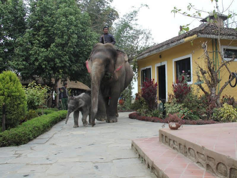 Hotel Sapana Village Lodge Chitwan Zewnętrze zdjęcie